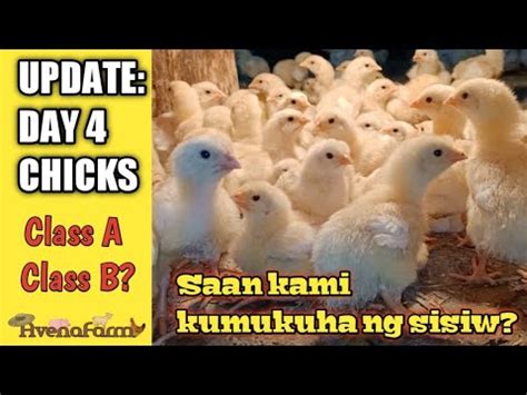 pagkain ng 45 days na sisiw|tamang pagkain at inumin ng 45 days chicken.